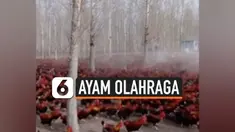 Seorang petani asal China bernama Sang Qingjun rutin mengajak 70.000 ayamnya berolahraga.  Ini bertujuan agar hewan ternaknya tersebut sehat dan menghasilkan kualitas daging yang enak.