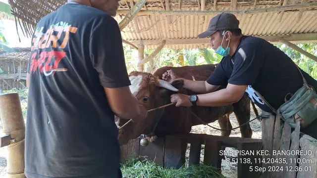 Pemkab Banyuwangi Genjot Produktivitas Sapi Indukan Melalui Program SMS PISAN