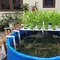 Cara Budidaya Lele di Kolam Kecil agar Tetap Menguntungkan, dari Persiapan hingga Panen