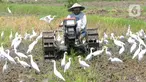 Petani membajak sawah dengan menggunakan traktor dikelilingi burung kuntul yang mencari makan di desa Penarukan, Mengwi, Bali, Rabu (4/5/20222). Sawah tersebut akan ditanami padi jenis Cigeulis dengan masa umur panen sekitar 3 bulan. (merdeka.com/Arie Basuki)
