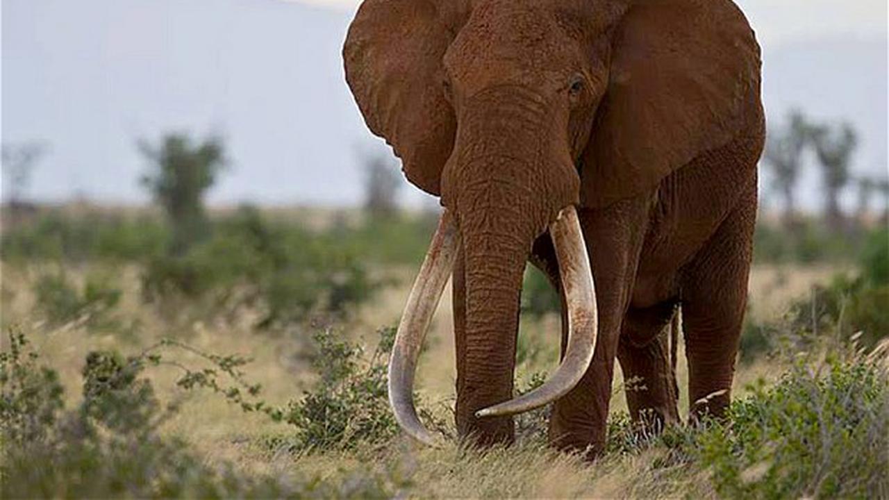 Peduli Penurunan Populasi Gajah dengan #RiseOfTheElephant