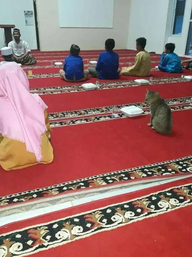 9 Potret Gemas Kucing Temani Orang Beribadah Ini Anteng Banget
