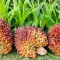 Buah kelapa sawit. (iStockphoto)