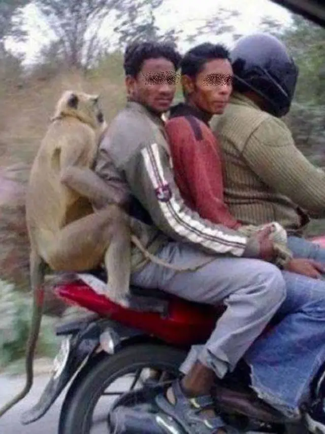 7 Potret Kocak Monyet Main Bareng Manusia, Ada yang Suka Jalan-jalan