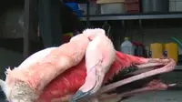  Tragis, Flamingo di Kebun Binatang Ceko Mati Disiksa Pengunjung (TV Nova)