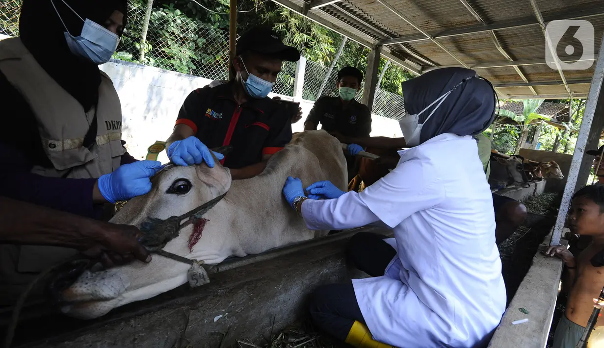 Petugas Dinas Ketahanan Pangan dan Peternakan (DKPP) Kota Bogor menyuntikkan vaksin penyakit mulut dan kuku (PMK) kepada sapi di salah satu peternakan warga di Mulya Sari, Kota Bogor, Jawa Barat, Rabu (29/6/2022). Provinsi Jawa Barat mendapatkan jatah 120 ribu dosis vaksin untuk mencegah penularan PMK dari Kementerian Pertanian. (merdeka.com/Arie Basuki)