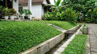 9 Tanaman Penutup Tanah untuk Area Drainase, Halaman Lebih Rapi dan Bebas Erosi