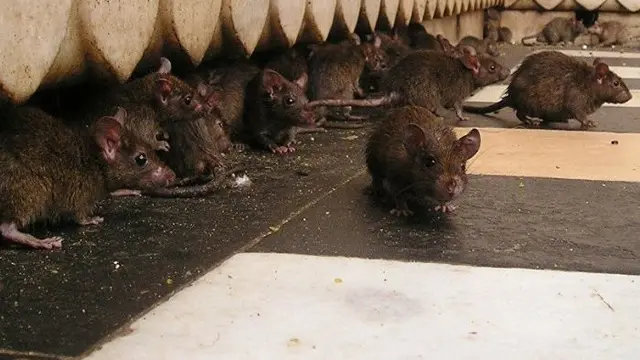 6 Potret Paris yang Dipenuhi Tikus, Populasinya Disebut Lebih dari Warga