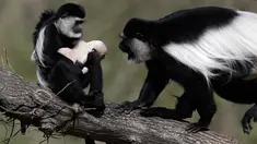 Monyet Guereza (Colobus Guereza) menggendong bayinya yang baru lahir di kebun binatang Praha, Republik Ceko, 5 April 2018. Kebun Binatang Praha di Republik Ceko dilengkapi dengan koleksi lahirnya bayi Monyet Guereza. (AP Photo/Petr David Josek)