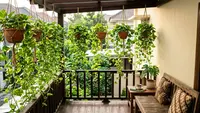 9 Desain Pagar Hidup dari Sirih Gading untuk Teras Kecil, Cocok untuk Rumah Minimalis