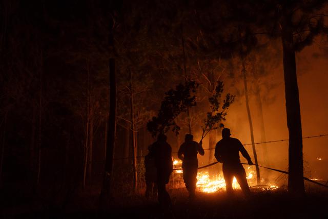 Kebakaran Hutan Chile, Otoritas Setempat Tetapkan Status Darurat