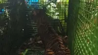 Harimau Sumatera yang diduga menerkam petani di Lampung Barat masuk ke dalam kandang jebak. Foto : (Istimewa)
