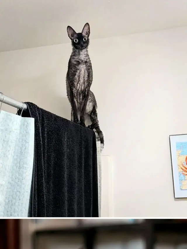 8 Potret Pose Kucing yang Mengerikan Ini Bikin Kaget