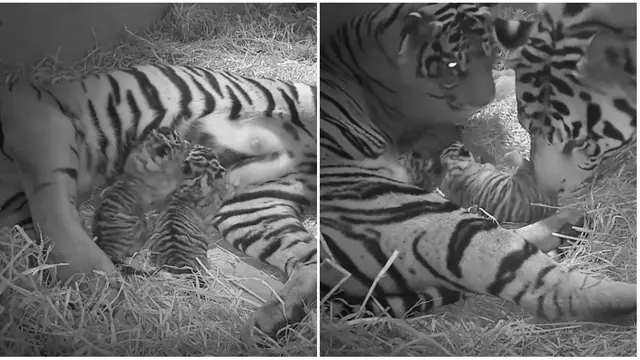 Harimau Sumatra ZSL (2)