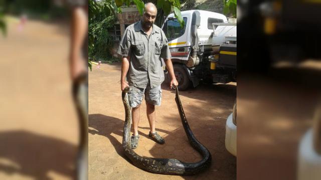 Ular piton telan anjing peliharaan di Afrika Selatan (Facebook via Daily Mail)