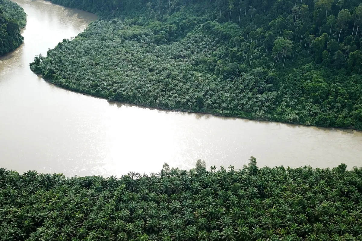 Penebangan Kebun Kelapa Sawit Ilegal di Taman Nasional Gunung Leuser