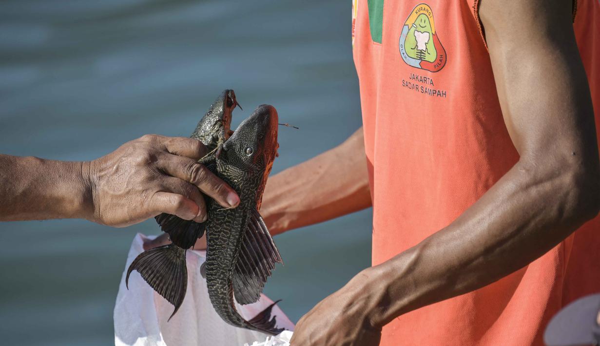 Langkah ini diambil karena ikan sapu-sapu dari sungai Jakarta mengandung polutan berbahaya, sehingga tidak layak dikonsumsi dan populasinya mengancam keberlangsungan ikan lokal. Tampak dalam foto, petugas dari Dinas Sumber Daya Air (SDA) DKI Jakarta bersama tim dari Penanganan Prasarana dan Sarana Umum (PPSU) menangkap ikan sapu-sapu dari salah satu danau yang terhubung dengan sungai di Jakarta pada Jumat 24 April 2026. (BAY ISMOYO/AFP)