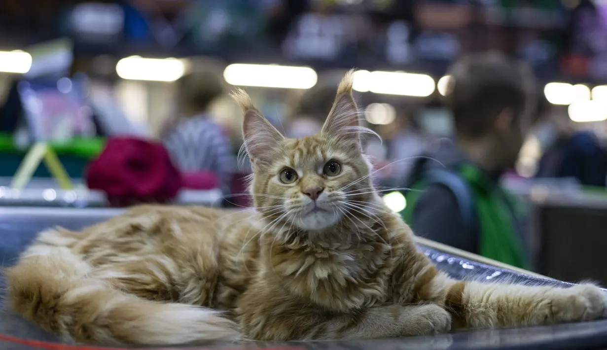 Seekor kucing dengan ras Maine Coon terlihat di pameran kucing "Cat Salon-September 2020" yang digelar di Taman Sokolniki di Moskow, Rusia (19/9/2020). (Xinhua/Alexander Zemlianichenko Jr)