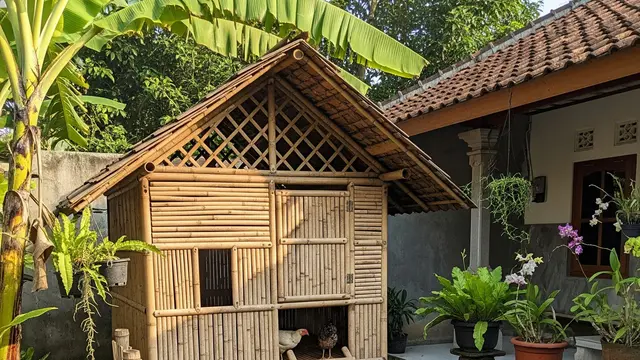 Ilustrasi Kandang Ayam Bambu.