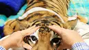 Harimau Bengal dari Taman Satwa Zambi di Sydney saat menjalani operasi penyembuhan matanya yang juling di Rumah Sakit Universitas Kedokteran Hewan di Camden, Sydney, Australia, Rabu (16/11). (AFP Photo/Toby Zerna)