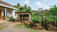 Cara Ternak Ayam dan Menanam Cabai dalam Satu Pekarangan, Cocok untuk Lahan Rumah Terbatas