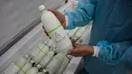 Susu keledai yang telah dikemas siap dipasarkan, Tantehue, Chili (17/1). Peternak Chili bukan hanya memanfaatkan tenaga keledai untuk membawa barang tetapi juga memerah susunya. (AFP PHOTO / Kristen Miranda)