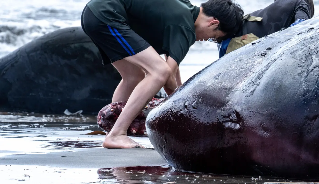 Pihak berwenang dan relawan setempat masih berupaya mencari penyebab utama terdamparnya paus sperma di Pantai Hirasuna, Prefektur Chiba, Jepang. (Philip FONG/AFP)