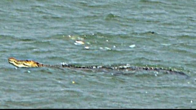 Buaya Sepanjang 3 Meter Gentayangan Intai Warga Pangandaran
