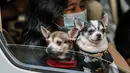 Dua anjing peliharaan terlihat dalam mobil saat pemberkatan drive-thru hewan peliharaan di Manila, Filipina, 4 Oktober 2020. Pemberkatan drive-thru hewan peliharaan tersebut diadakan di tengah pandemi COVID-19 untuk merayakan Hari Hewan Sedunia setiap tanggal 4 Oktober. (Xinhua/Rouelle Umali)