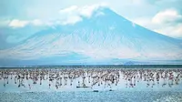 Flamingo Lesser berkumpul di Danau Natron, Danau Natron menyimpan rahasia mematikan. Di satu sisi ia menjadi lokasi kawin dan berkembang biak bagi 2,5 juta Lesser Flamingoes. (AFP/Tony Karumba/wwn)