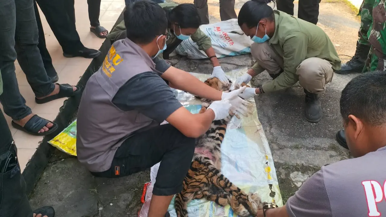 Tim BBKSDA Riau melakukan identifikasi terhadap harimau dibantai di Kabupaten Rokan Hulu.