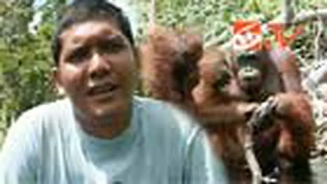 Togu Simorangkir, Sang Penyelamat Orangutan