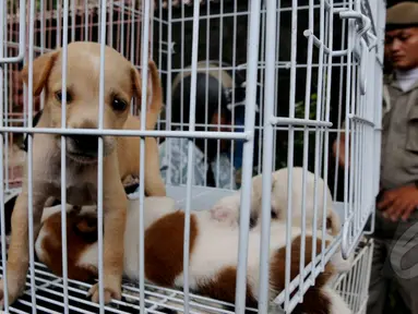 Dinas Peternakan, Perikanan dan Kelautan di bantu Satpol PP menrazia penjual anjing, di jalan Latuharhary, Jakarta Pusat, Kamis (9/4/2015). Dalam oprasinya petugas menyita puluhan anjing yang tidak memiliki kelengkapan surat. (Liputan6.com/Johan Tallo)