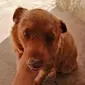 Bobi, anjing tertua di dunia, mati di usia 31 tahun. (dok. Instagram @guinnessworldrecords/https://www.instagram.com/p/CoM-VLpNWYB/?img_index=2/Dinny Mutiah)