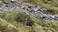 Sekelompok hewan terekam sedang keluar dari penyamaran mereka di kaki sebuah bukit. 