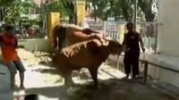 Seekor sapi di Suranaya menyeruduk kerumunan panitia saat akan disembelih. Sementara arus balik lalulintas di Brexit sore ini ramai lancar.