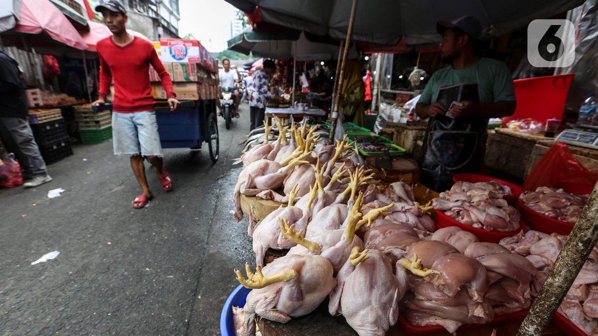 Menko Zulhas Kaget Ada Temuan Ayam Gelonggongan di Jaksel