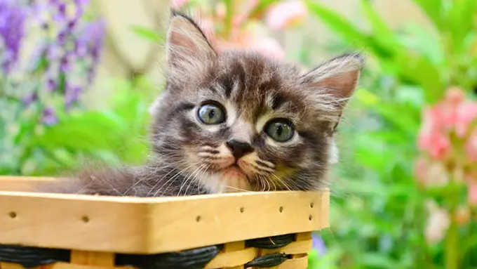 copyright by Shutterstock.com