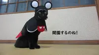Chocola, kucing cosplayer di Jepang yang punya lebih dari 100 kostum unik. (dok. Twitter/@kigurumicyokor1/https://twitter.com/kigurumicyokor1/status/1277040455952134145)