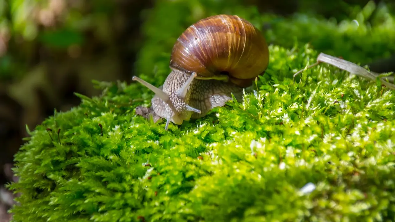 Struktur Tubuh Mollusca