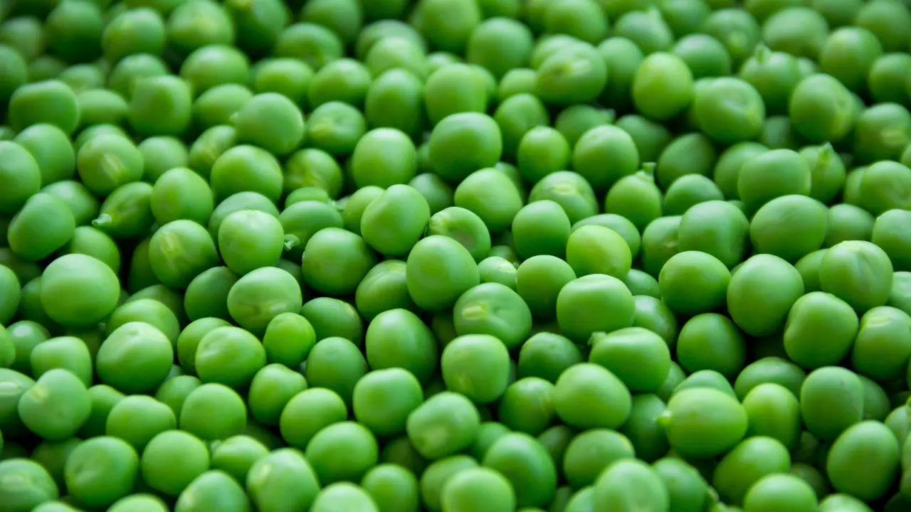 Kacang Polong