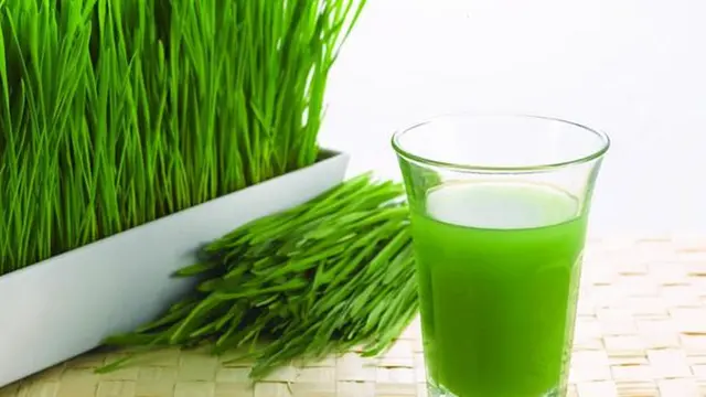 Manfaat jus wheatgrass