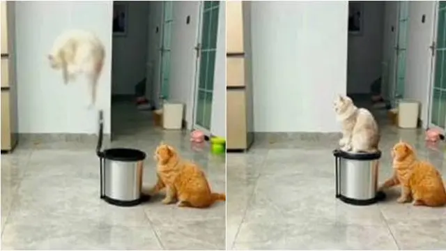 Viral Aksi Kucing Atraksi Pakai Tempat Sampah Ini Bak Pemain Sirkus