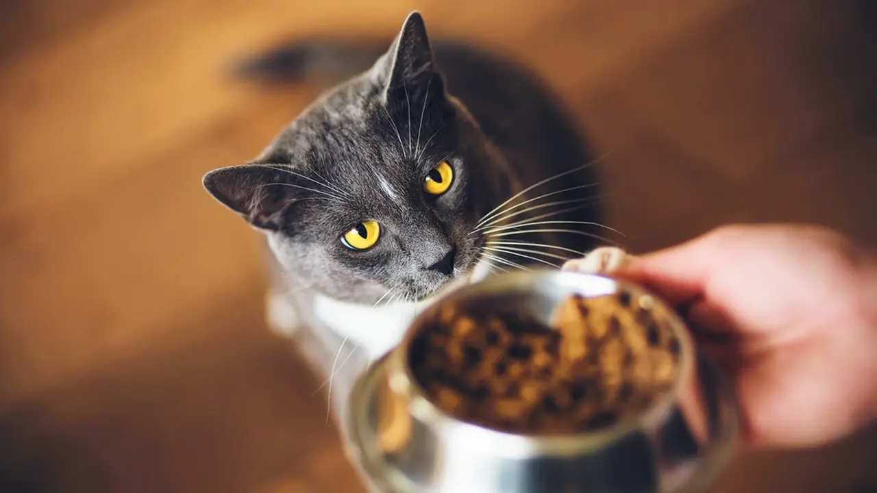 Kucing Kesayangan Jadi Picky Eater, Gimana Menghadapinya Ya?