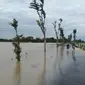 Banjir rob melanda Pekalongan dan membuat ratusan hektare sawah di pesisir terendam.