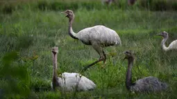 Burung Rhea putih koleksi Taman Safari Gurun Putih Lestari di Jantho, Aceh Besar, Aceh, pada 27 Oktober 2019. Di taman safari pertama yang ada di Aceh ini terdapat ratusan spesies burung dan mamalia dari berbagai daerah di Indonesia maupun mancanegara. (CHAIDEER MAHYUDDIN / AFP)