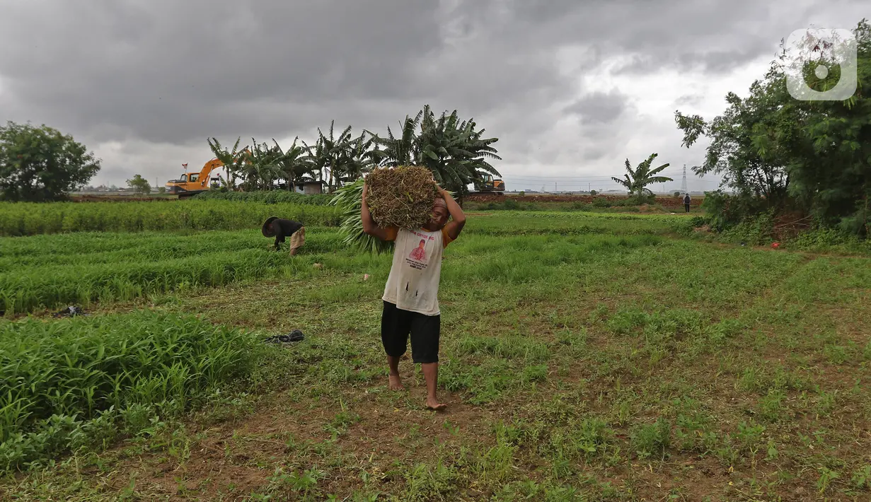 Seorang petani membawa kangkung hasil panen di lahan pertanian kawasan Rorotan, Cilincing, Jakarta Utara, Selasa (5/1/2021). Berdasarkan data Dinas Ketahanan Pangan, Kelautan, dan Perikanan Provinsi DKI, hanya terdapat sekitar 414 hektare lahan sawah di Ibu Kota. (Liputan6.com/Herman Zakharia)