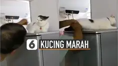 Kebanyakan kucing kalau dipegang biasanya senang. Namun berbeda dengan kucing yang satu ini.
