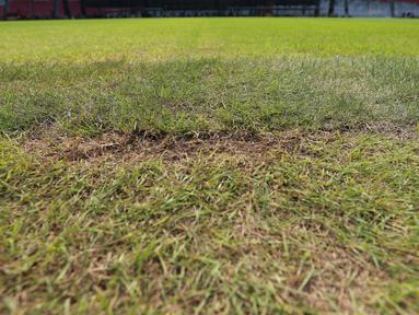 Kondisi rumput Stadion Utama Gelora Bung Karno (SUGBK) yang akan digunakan sebagai salah satu dari 6 venue Piala Duna U-20 2023 nyatanya mengalami kerusakan setelah sempat digunakan menggelar dua konser musik penyanyi Raisa dan grup vokal Black Pink. Kerusakan rumput terpantau saat kunjungan Ketua Umum PSSI, Erick Thohir beserta dua Waketum Zainudin Amali dan Ratu Tisha Destria dalam rangka meninjau kesiapan SUGBK untuk menggelar ajang Piala Dunia U-20 2023 yang tinggal tiga bulan lagi. Berikut ini beberapa foto yang menunjukkan kerusakan rumput SUGBK pada Senin (13/3/2023). (Bola.com/M Iqbal Ichsan)