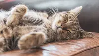 18 Alasan Kucing Mengeong di Malam Hari, Ini Tips Ampuh Menenangkannya